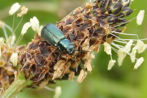 Malachius bipustulatus
