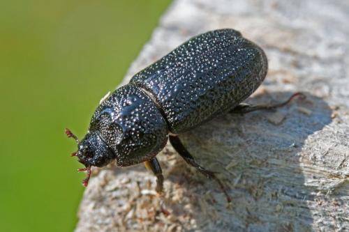 Réf. 164 130 : Sinodendron cylindricum