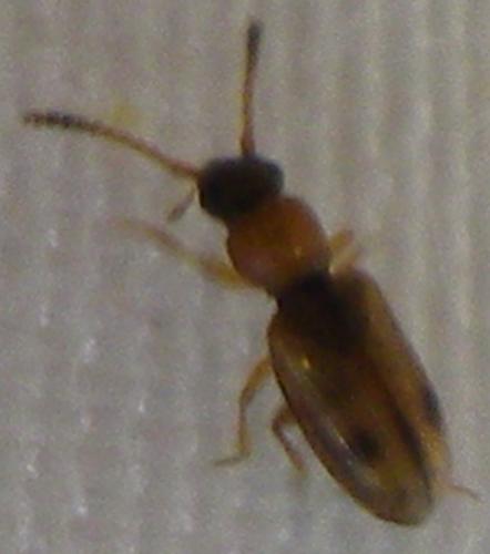 Psammoecus bipunctatus