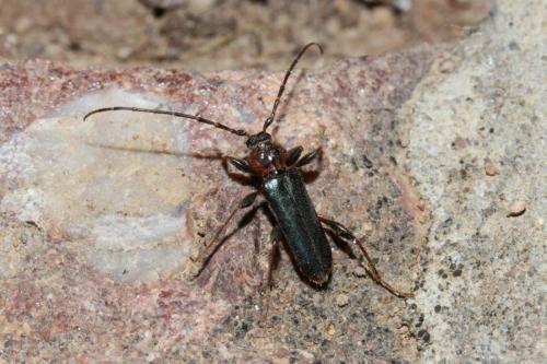 Phymatodes testaceus