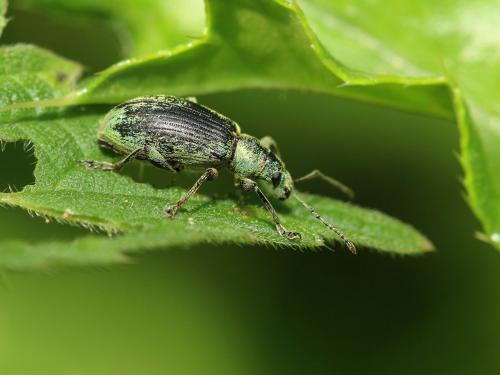 Réf. 164 576 : Phyllobius pomaceus