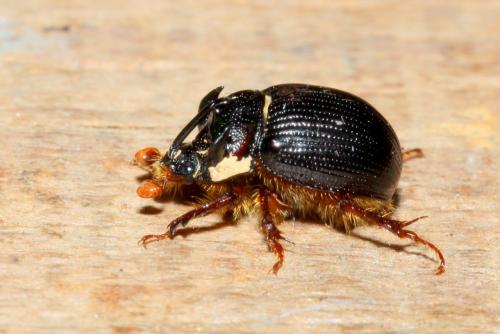 Réf. 164 411 : Odonteus armiger