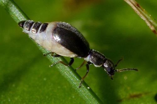 Charopus pallipes