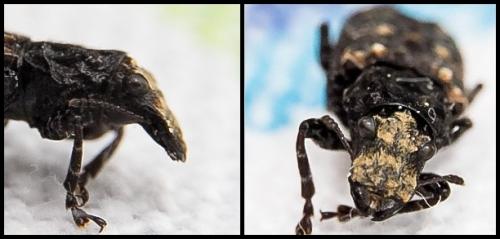 Platyrhinus resinosus