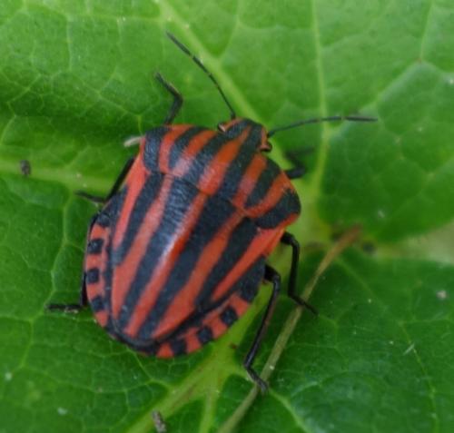 Graphosoma italicum
