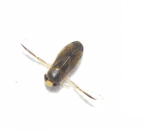 Sigara sp.