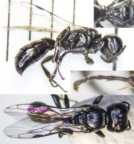 Crossocerus sp.