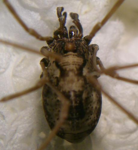 Réf. 164 621 : Platybunus pinetorum