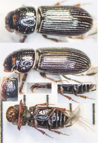 Réf. 164 383 : Pleurophorus caesus