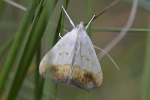 Evergestis extimalis