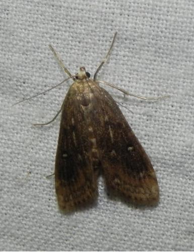 Réf. 164 767 : Parapoynx stratiotata