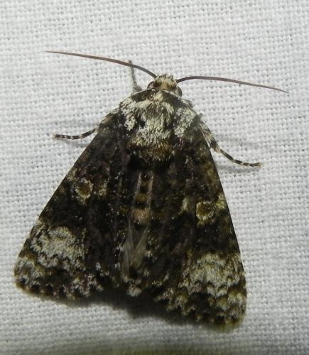Craniophora ligustri