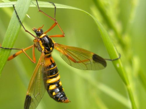Ctenophora elegans