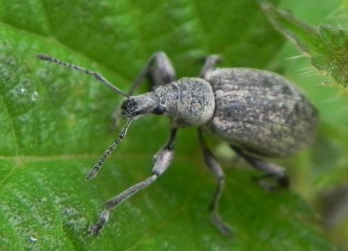 Réf. 164 015 : Phyllobius pomaceus