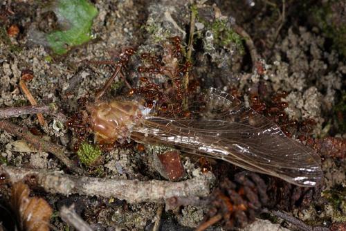 Oxygastra curtisii
