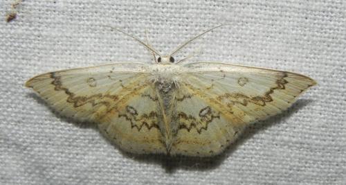 Réf. 164 539 : Cyclophora annularia