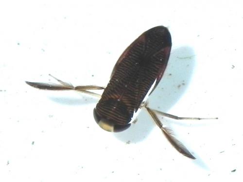 Hesperocorixa sahlbergi