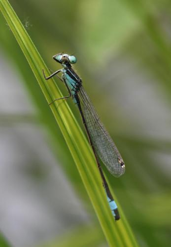 Ischnura elegans
