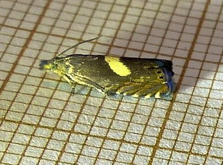 Dichrorampha petiverella