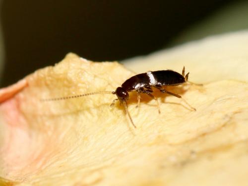 Planuncus vinzi