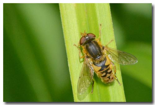 Parhelophilus sp.