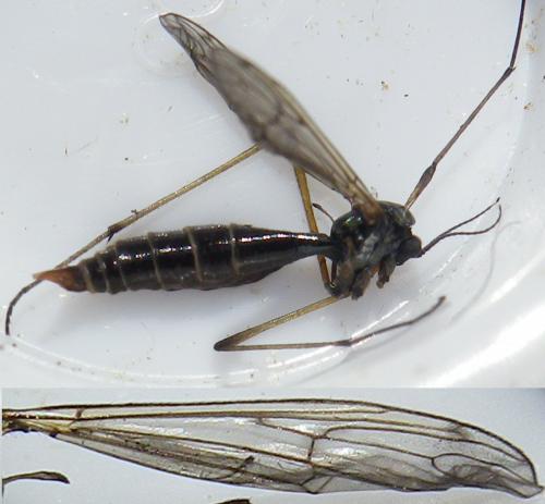 Ptychoptera sp.