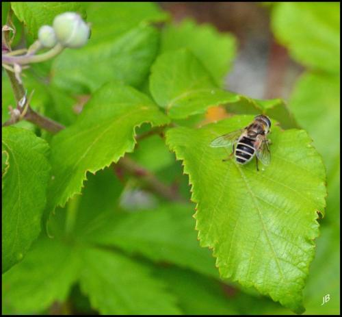 Eristalis sp.