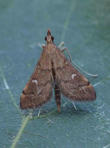 Réf. 164 147 : Dolicharthria punctalis