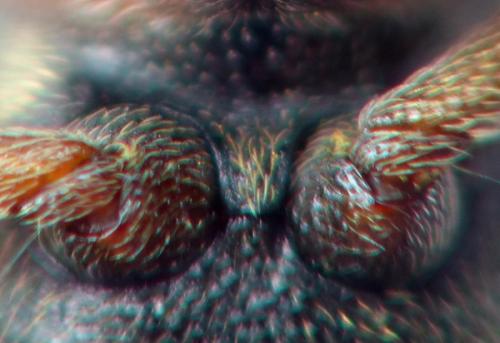 Dorytomus sp.
