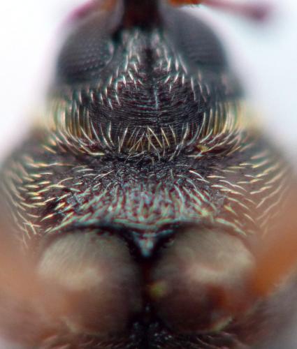 Dorytomus sp.
