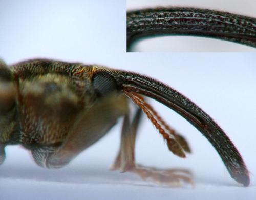 Dorytomus sp.