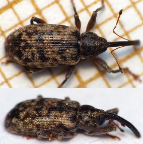Dorytomus sp.