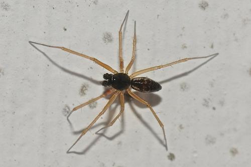 Réf. 164 144 : Tenuiphantes sp.