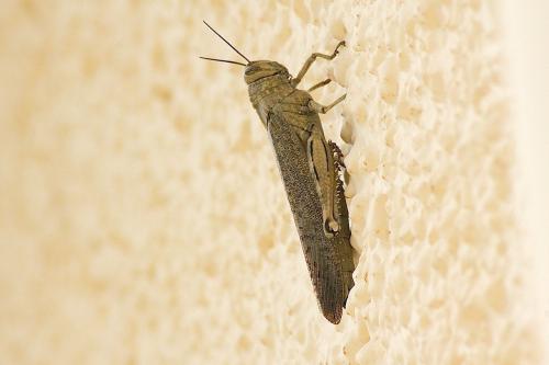 Anacridium aegyptium