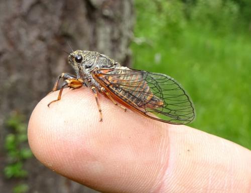 Réf. 164 890 : Cicadetta sp.