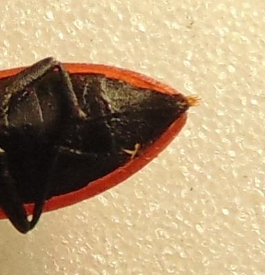 Anostirus purpureus