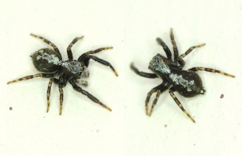 Pseudeuophrys lanigera