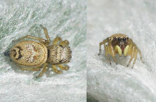 Heliophanus tribulosus