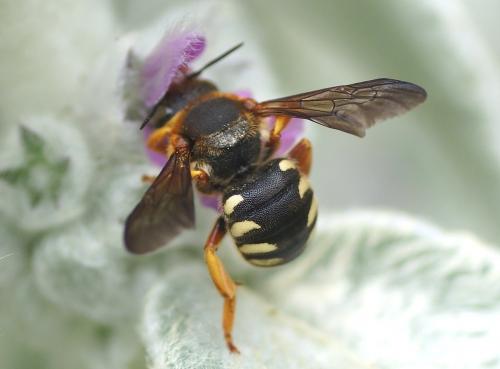 Réf. 164 847 : Rhodanthidium septemdentatum