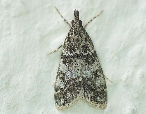 Réf. 164 751 : Eudonia lacustrata