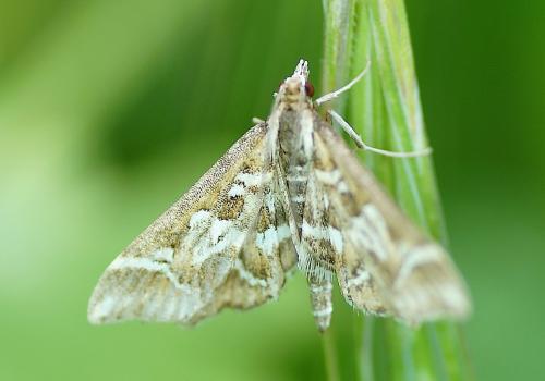 Diasemia reticularis