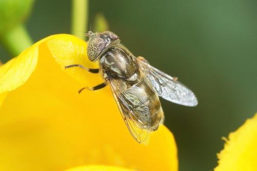 Réf. 164 892 : Eristalinus aeneus