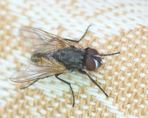 Réf. 164 838 : Musca domestica