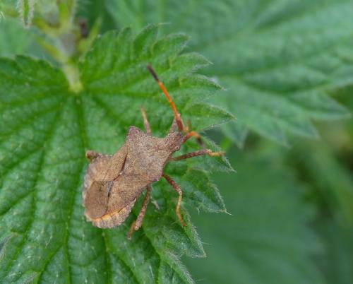 Coreus marginatus