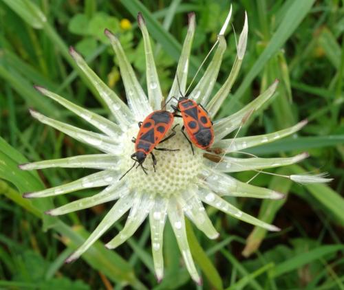 Réf. 164 737 : Pyrrhocoris apterus