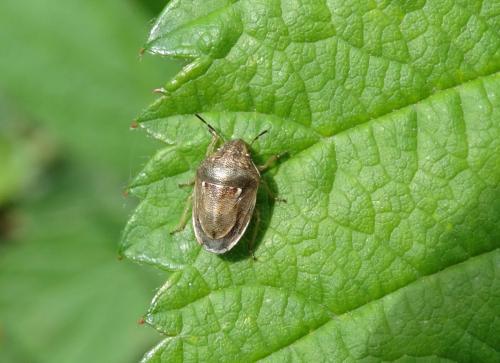Réf. 164 195 : Neottiglossa leporina