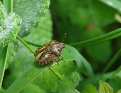 Réf. 164 148 : Eurygaster testudinaria