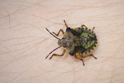 Pentatoma rufipes