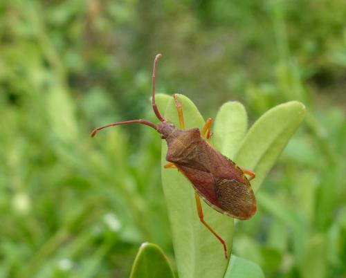 Gonocerus acuteangulatus