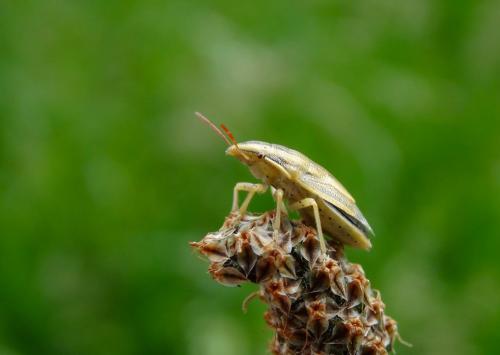 Réf. 164 322 : Aelia acuminata
